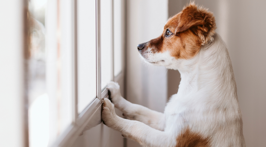 No More Goodbye Grief: A Dog Parent's Handbook for Separation Anxiety