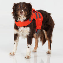 Load image into Gallery viewer, Dog wearing an orange life jacket on a white background