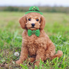 Load image into Gallery viewer, Saint Patrick's Day Dog Accessory Set | Green Hat & Collar