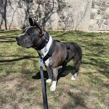 Load image into Gallery viewer, Dog wearing Black Y-strap adventure harness