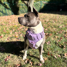 Load image into Gallery viewer, Lilac heavy-duty dog harness on a large dog