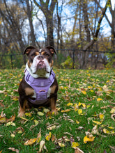 Load image into Gallery viewer, Dog wearing Lilac heavy-duty everyday harness