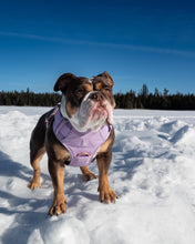 Load image into Gallery viewer, Dog wearing Lilac heavy-duty harness on a walk
