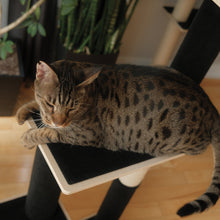 Load image into Gallery viewer, Noba Modern Plywood 3-Level Cat Tree