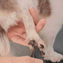 Load image into Gallery viewer, Furbolini™ Mini Trimmer - Precise trims for your pet's eyes, ears, paws and rump! - Amani Reign Pet Shop