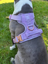 Load image into Gallery viewer, Dog wearing Lilac heavy-duty harness outdoors