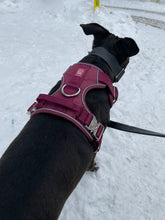 Load image into Gallery viewer, Dog wearing Cherry Wine heavy-duty everyday harness