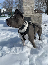 Load image into Gallery viewer, Dog wearing Black Y-strap harness outdoors