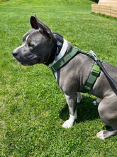 Load image into Gallery viewer, Dog wearing Cactus Green Y-strap harness outdoors