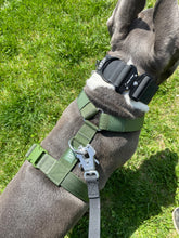 Load image into Gallery viewer, Dog wearing Cactus Green Y-strap adventure harness