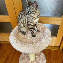 Load image into Gallery viewer, The Blush Perch – 1-Level Cat Tree