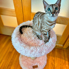 Load image into Gallery viewer, The Blush Perch – 1-Level Cat Tree