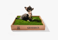 Load image into Gallery viewer, Real GrassBox