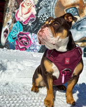 Load image into Gallery viewer, Dog wearing Cherry Wine heavy-duty harness on a walk