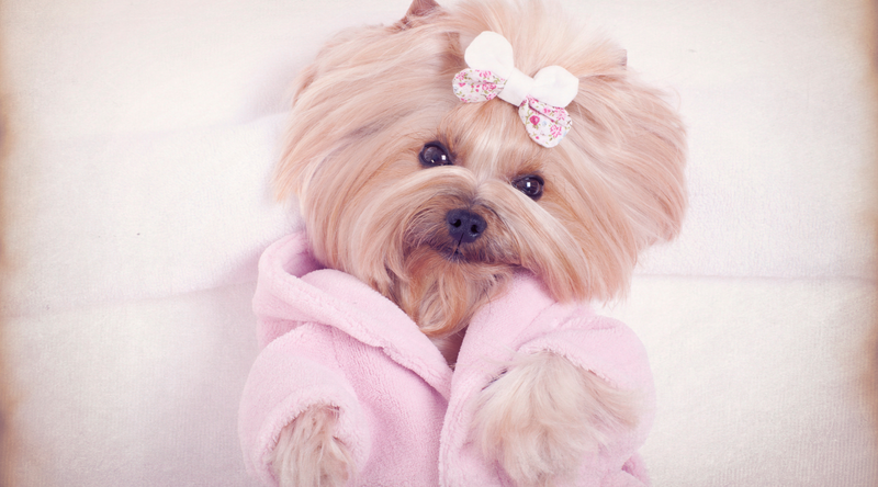Home Grooming Made Easy!