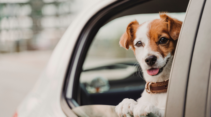 Hit the Road: 7 Tips for Making Car Rides a Paw-sitive Experience for Your Furry Friends!