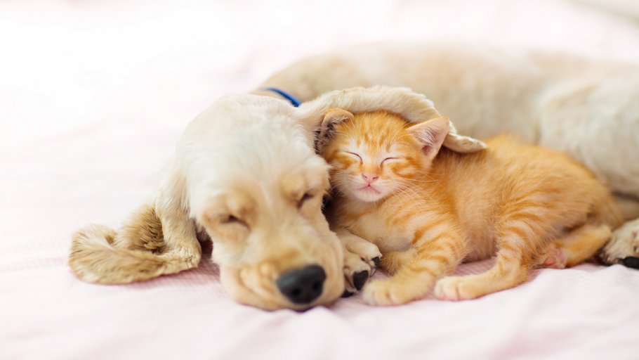 Bringing Harmony Home: 10 Step Guide to Introducing Cats & Dogs