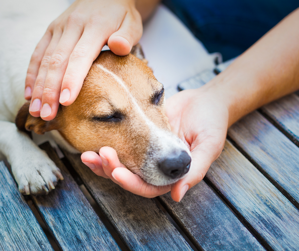 Signs Your Pet Is in Pain: Top 5 Warning Clues for Dogs and Cats | Amani Reign