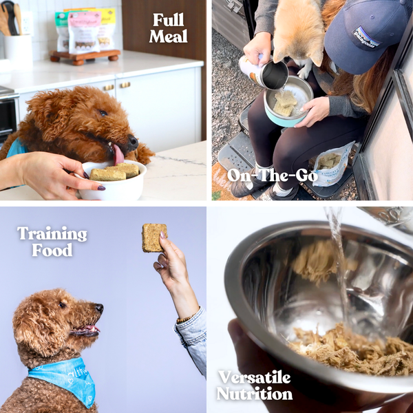 Freeze-dried raw dog food made in Canada — healthybud meal patties served to a dog
