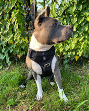 Load image into Gallery viewer, Dog wearing Black heavy-duty everyday harness
