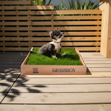 Load image into Gallery viewer, Real GrassBox
