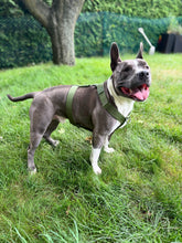 Load image into Gallery viewer, Cactus Green Y-strap harness on an active dog
