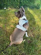 Load image into Gallery viewer, Dog wearing Baby Blue heavy-duty everyday harness
