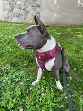 Load image into Gallery viewer, Dog wearing Cherry Wine heavy-duty harness outdoors
