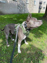 Load image into Gallery viewer, Dog wearing Cactus Green heavy-duty harness on a walk

