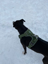 Load image into Gallery viewer, Cactus Green heavy-duty dog harness on a large dog

