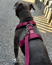Load image into Gallery viewer, Dog wearing Cherry Wine Y-strap adventure harness
