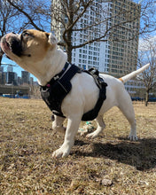 Load image into Gallery viewer, Dog wearing Black heavy-duty harness on a walk
