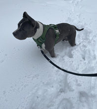 Load image into Gallery viewer, Dog wearing Cactus Green heavy-duty everyday harness
